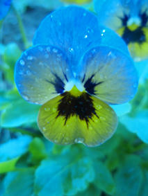 090924_pansy_2.jpg