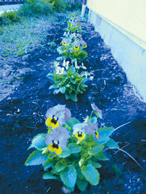 090924_pansy_3.jpg
