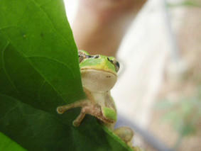 091022_kaeru.jpg