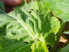 091022_imomushi2.jpg