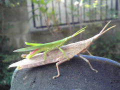 091203_batta.jpg