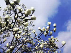 100324_uguisu.jpg