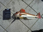 P1000092.jpg