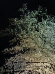 20090327192613.jpg