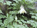 odamaki070701.jpg
