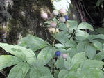 ruiyoubotan0802.jpg