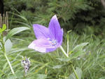 hana0910.jpg