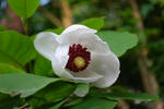 20.06.12oyamarenge.jpg
