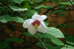 hana21.5.30.jpg