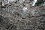 juhyou22.02.12.jpg