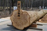 hashira22.03.28.jpg