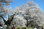 sakura22.04.08.jpg