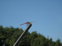 IMG_8809_R.JPG