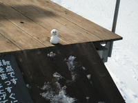 IMG_0869_R.JPG