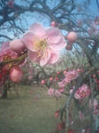 ume1.jpg