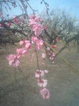 ume2.jpg