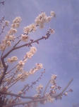 ume3.jpg