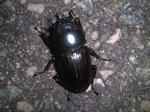 DSCF0103.jpg