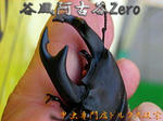 zeroako-1.jpg