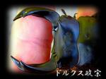 kiwamia2.jpg