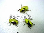 d1f2d0e9.jpg