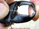 dorcus_masamune-thumb-129138614063273.jpg