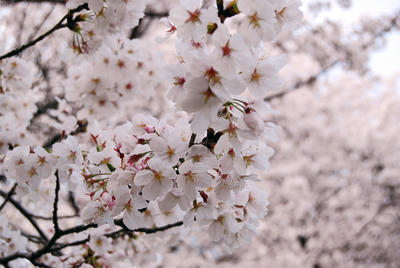 DSC_0457.jpg