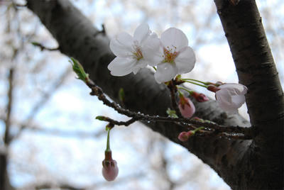 DSC_0442.jpg