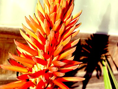 アロエの花のつぼみ(?)