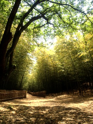 竹林の散歩道