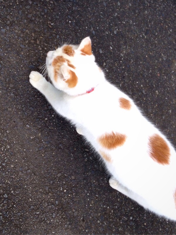 ニャンコの背中