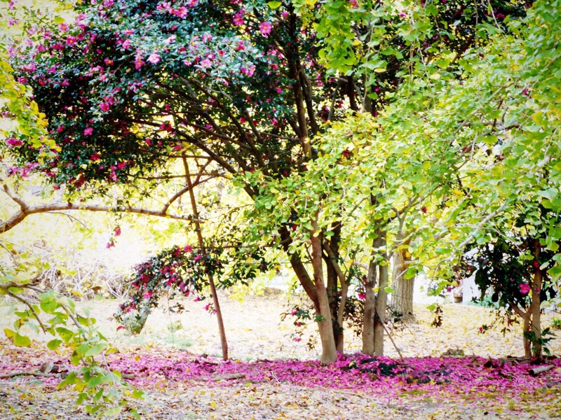 山茶花と銀杏