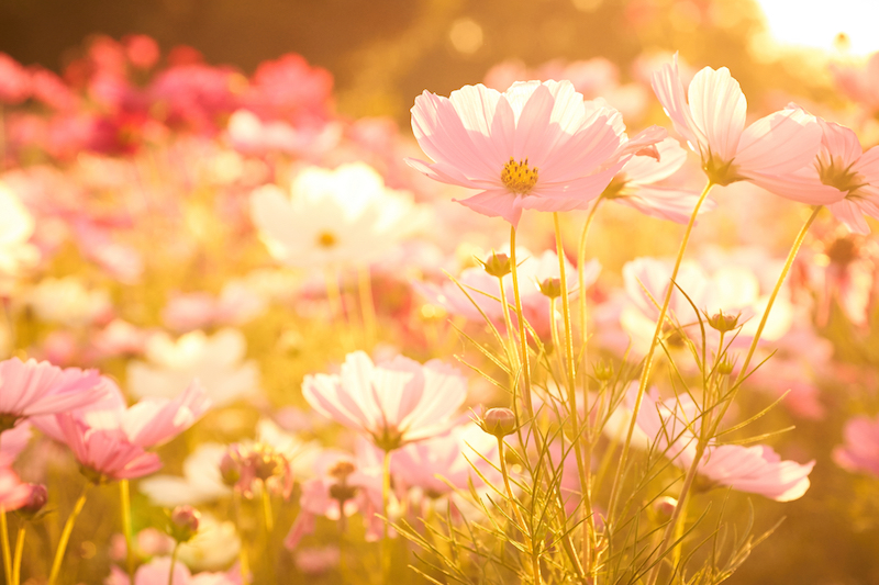 夕日に照らされる秋桜