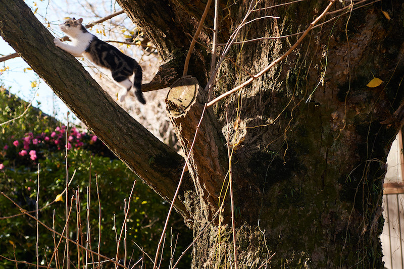 木登りする子猫