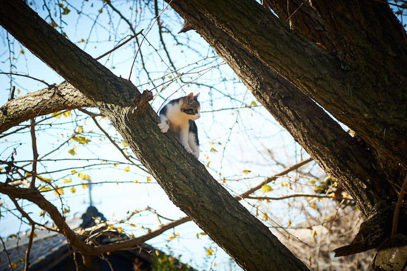 木の上の子猫