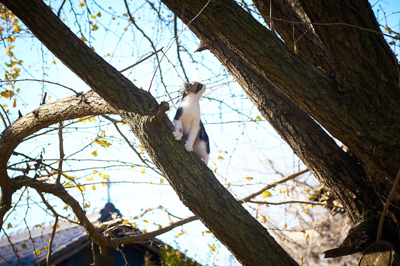 木の上で見上げる子猫