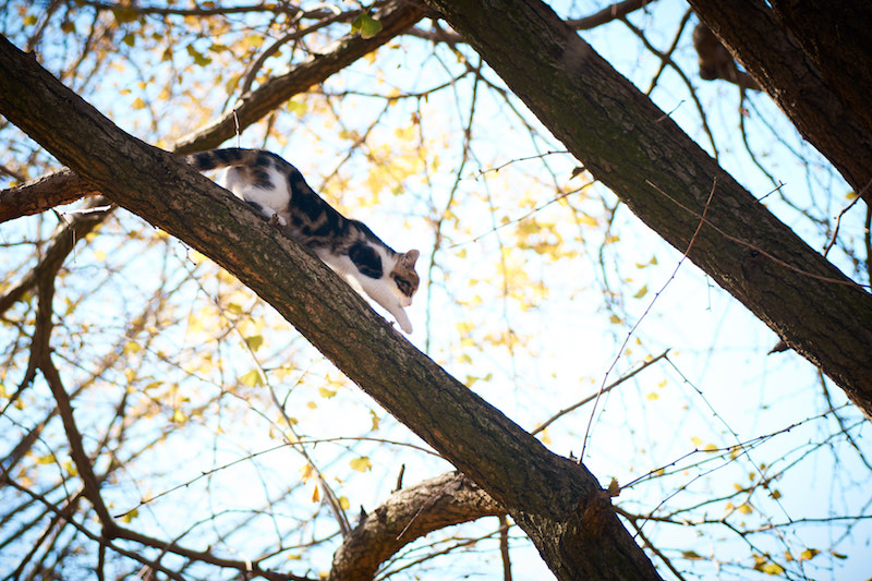 木の上を歩く子猫
