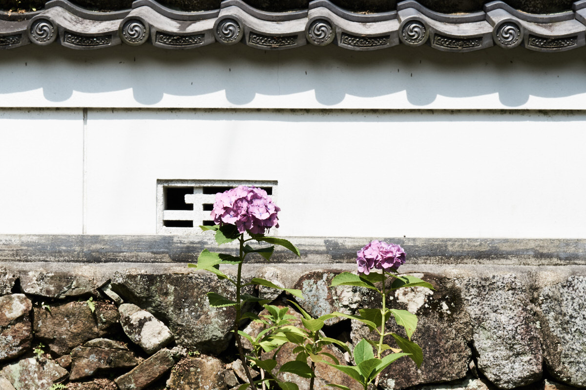 白い塀と紫陽花