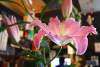 DSC01741.JPG