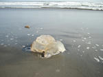 DSCN2679.jpg