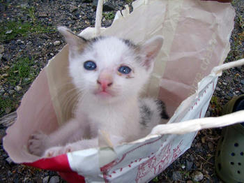 子猫