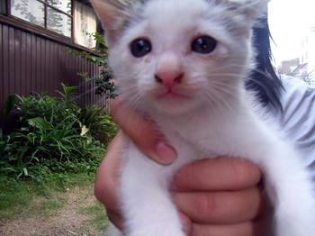 子猫の