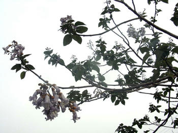 桐の花