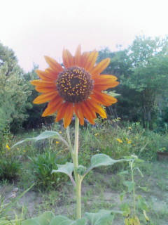080802_1754~01.jpg