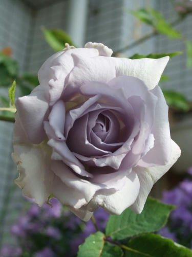 DSCF6442.JPG