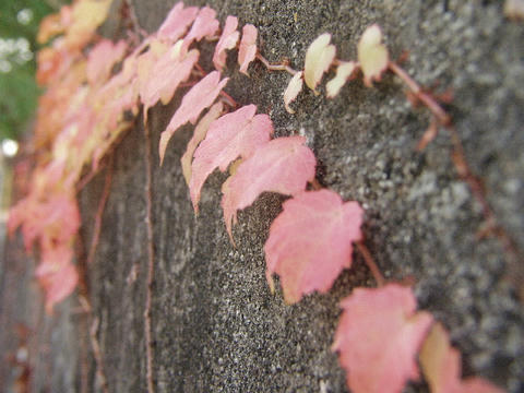 P1012803A.JPG