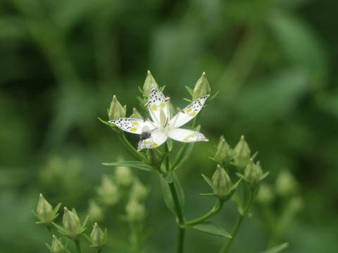 AP1014386.JPG