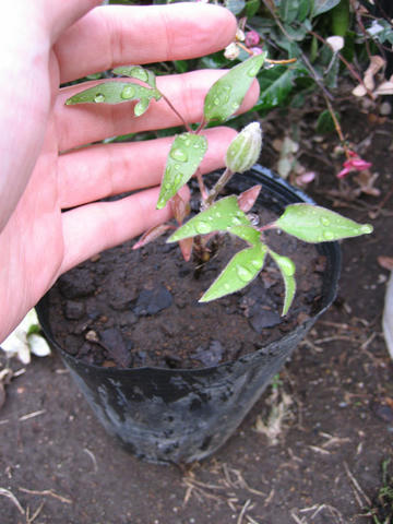 IMG_8686_mini800px.jpg