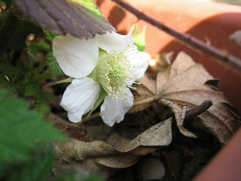 IMG_8565_mini800px.jpg