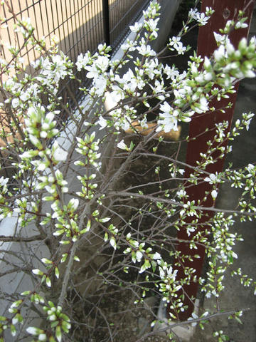 IMG_8629_mini800px.jpg